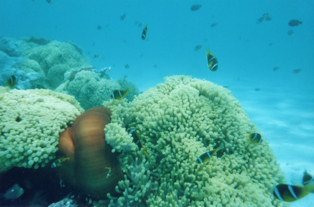 Anemone enorme da identificare (Mar Rosso)